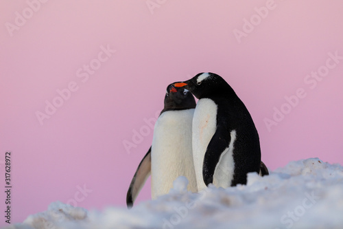 Gentoo penguin couple courting and mating in wild nature, near snow and ice under pink sky. Pair of penguins interacting with each other. Bird behavior wildlife scene from nature in Antarctica.