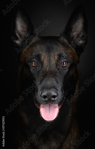 Belgian shepherd on a dark background. Dog on black. Pet in the studio © annaav