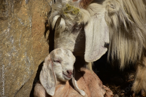 Fototapeta Naklejka Na Ścianę i Meble -  インドのヒマラヤ山岳地帯のマナーリー　仲良しの山羊の親子　可愛い子ヤギ
