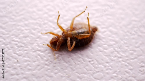 Bed bug close up. annoying blood-sucking insect fell under stream of poison from spray. Fighting with chemicals