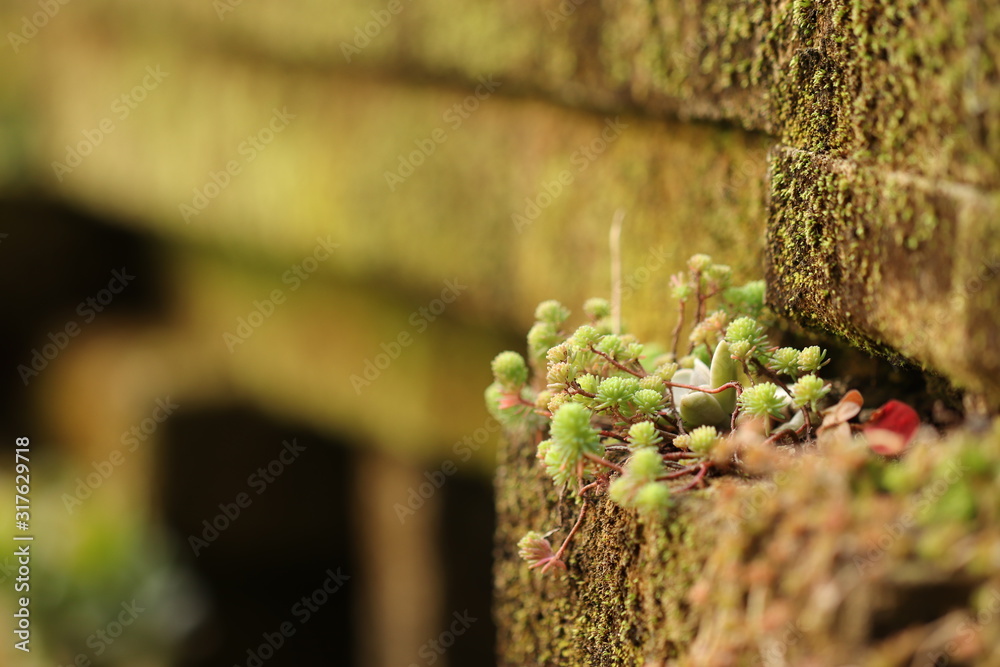 苔の壁に自生する多肉植物stock Photo Adobe Stock