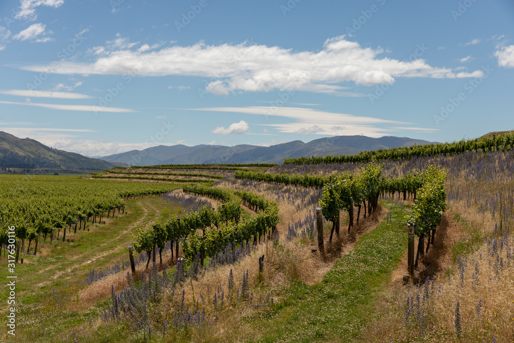 Curving grapevines and wildflowers in Central Otago, New Zealand