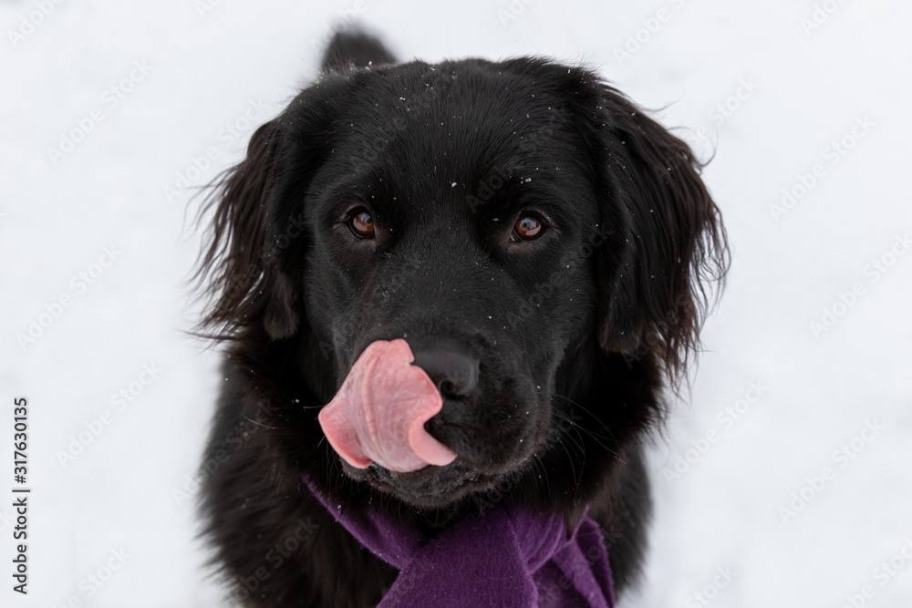 A black newfoundland puppy licking her lips in the snow A black newfoundland puppy licking her lips in the snow