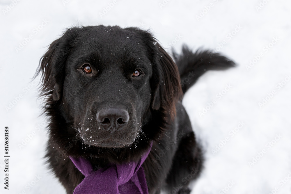 A black newfie puppy sitting in the snow