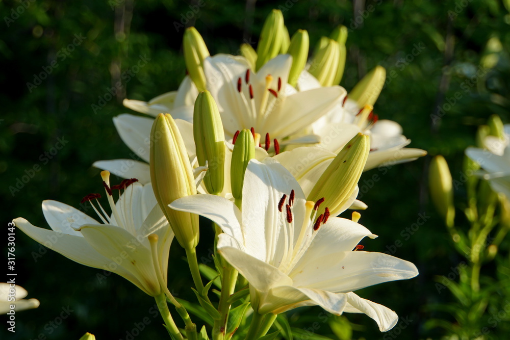 Beautiful and fragrant flowers of white Longiflorum Asiatic Lily Beautiful and fragrant flowers of white Longiflorum Asiatic Lily
