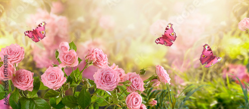 Fototapeta Naklejka Na Ścianę i Meble -  Fabulous blooming pink rose flower summer garden and flying fantasy peacock eye butterflies on blurred sunny shiny glowing background, mysterious fairy tale spring floral wide panoramic holiday banner