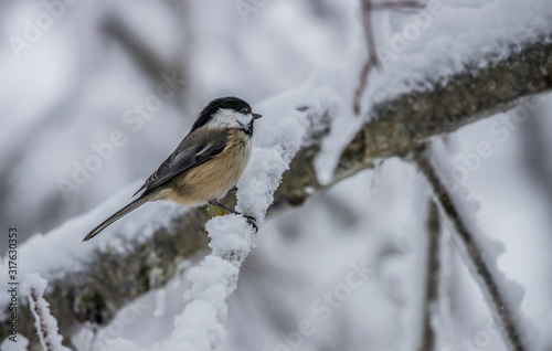 chickadee in winter storm snow © Jen
