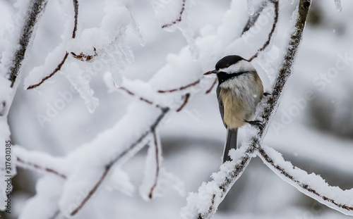 chickadee in winter storm snow