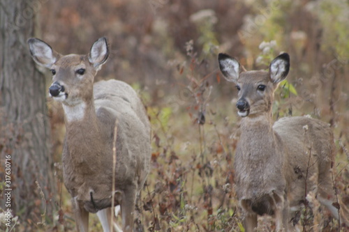 herd of fallow deer