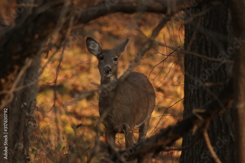 deer in the forest