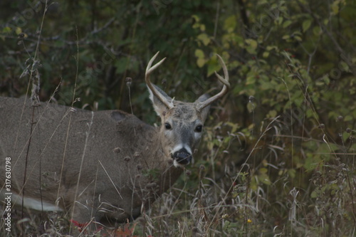 deer in the forest