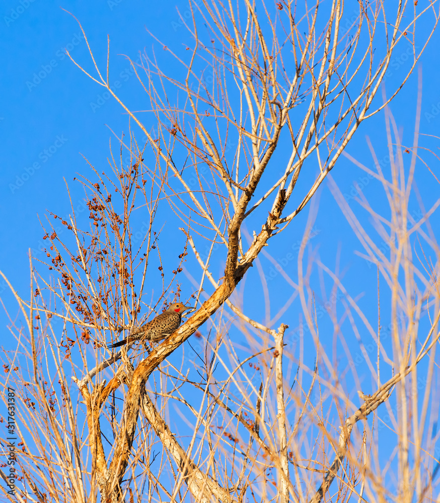 Fototapeta premium Gilded flicker at golden hour.Henderson Bird Viewing Preserve near Las Vegas.Nevada