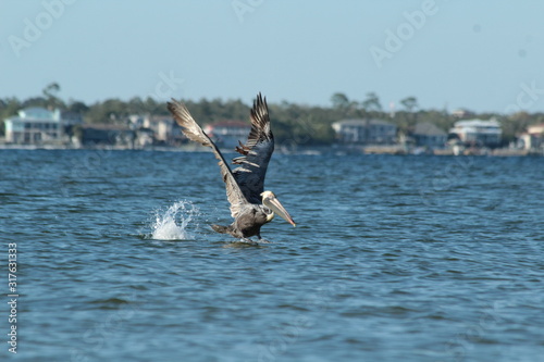 Bird in the Sea