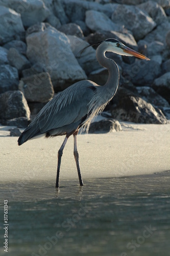 great blue heron on the beach