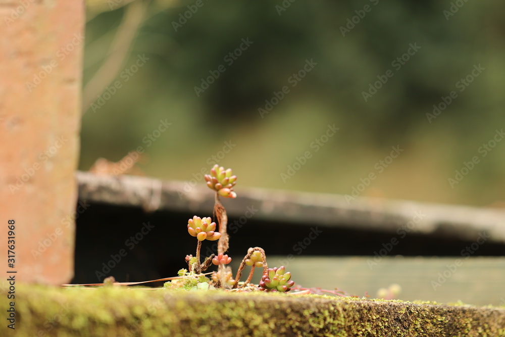 自生する多肉植物stock Photo Adobe Stock