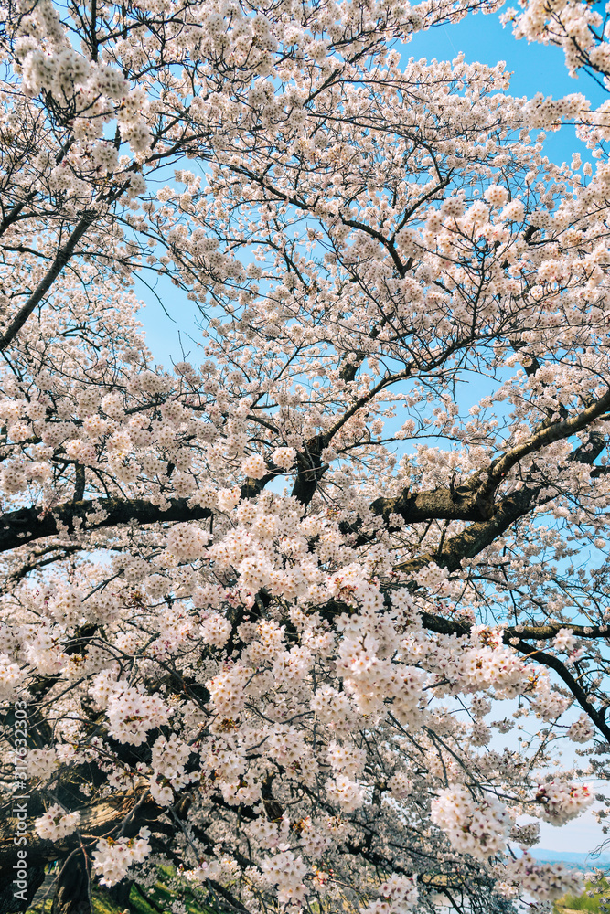Cherry blossom at riverbank park of Shiroishi River Cherry blossom at riverbank park of Shiroishi River
