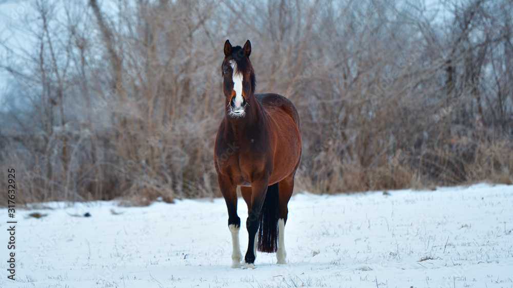Sunrise, winter photo of a brown and white horse facing the camera with snow and trees in the background Sunrise, winter photo of a brown and white horse facing the camera with snow and trees in the background