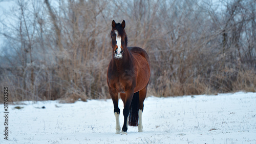 Sunrise, winter photo of a brown and white horse facing the camera with snow and trees in the background