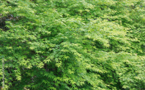  Maple
