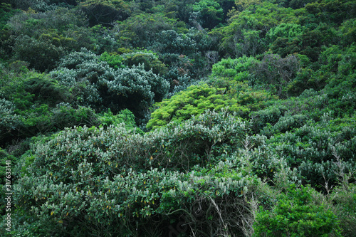 forest