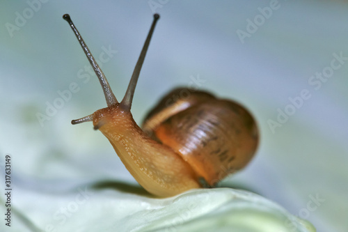 snails