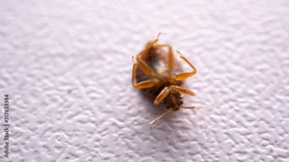 Bed bug close up. annoying blood-sucking insect fell under stream of poison from spray. Fighting with chemicals
