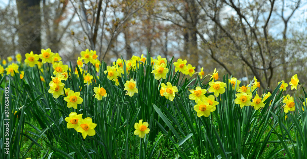 Fototapeta premium Yellow Narcissus flowers blooming at the garden