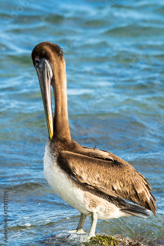 Beautiful healthy pelican with long thin throat enjoying sun and ocean