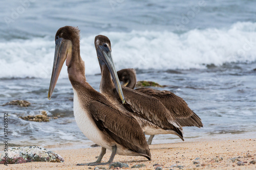 Two injured pelicans - one with stucked fish scrapn is his throat and second with fish bone cutting his poach in La Ventana, Baja California Sur in Mexico