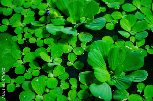 green plant on water, dug on water, top view
