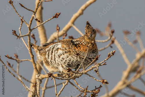 ruffed grouse in tree top eating seeds