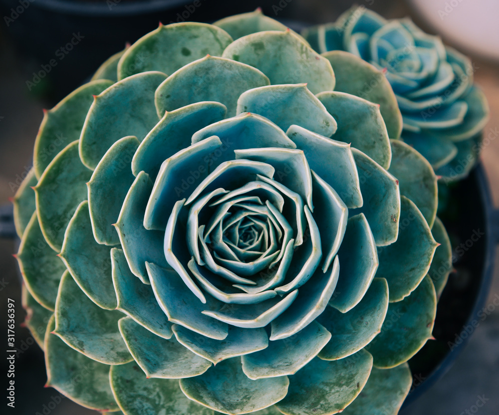 Obraz premium Succulent plants at botanic garden