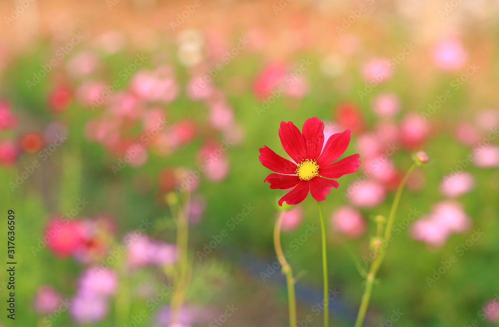 Beautiful cosmos flower in the summer garden with rays of sunlight in nature. Beautiful cosmos flower in the summer garden with rays of sunlight in nature.
