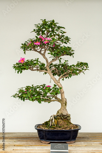 Japanese Camellia Bonsai