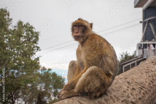 Sitting Monkey © Daniela