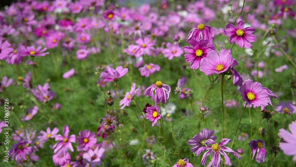 Beautiful purple cosmos flowers garden - nature flowers background concept Beautiful purple cosmos flowers garden - nature flowers background concept