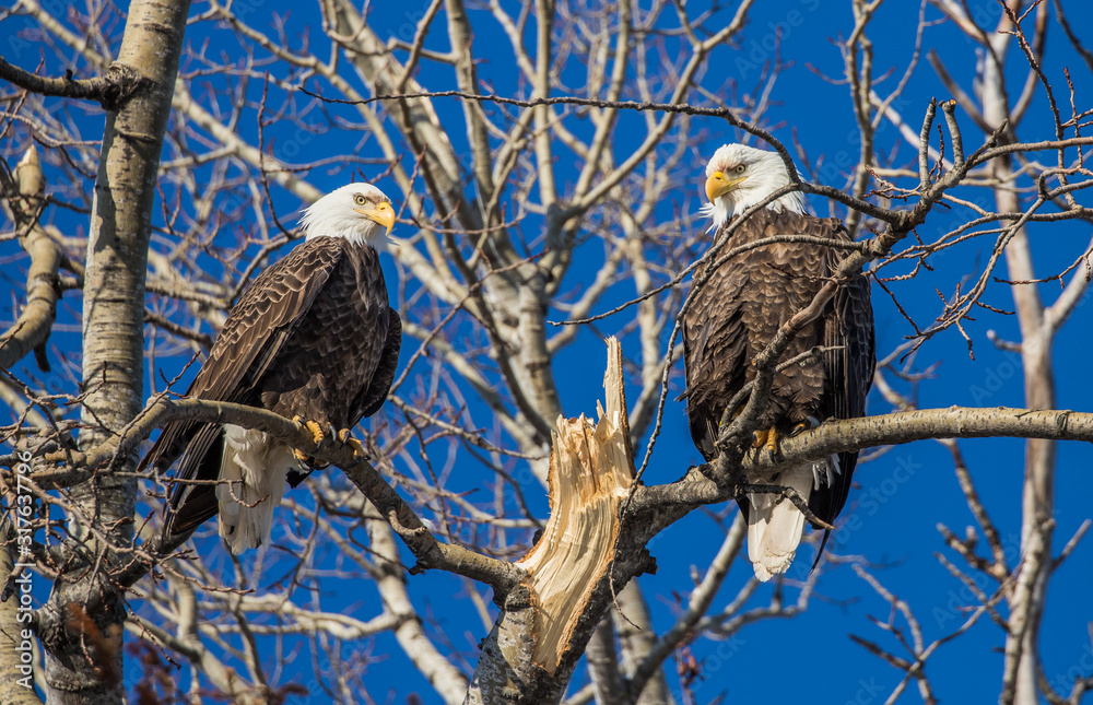 bald eagles perched on tree branch bald eagles perched on tree branch