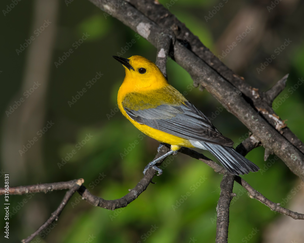 Prothonotary Warbler on a perch