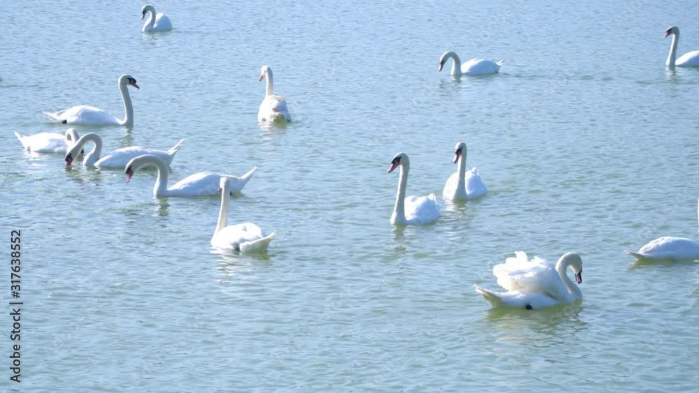 4K Wide shot group of beautiful white swan swimming in the lake. Swan lake wildlife nature, love and environmental protection concept. 4K Wide shot group of beautiful white swan swimming in the lake. Swan lake wildlife nature, love and environmental protection concept.