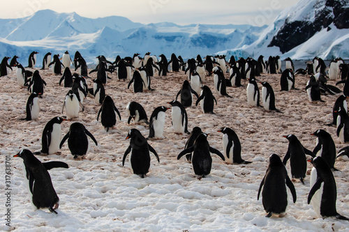 Group of gentoo penguins on the snow at a rookery on the shore of Antarctica