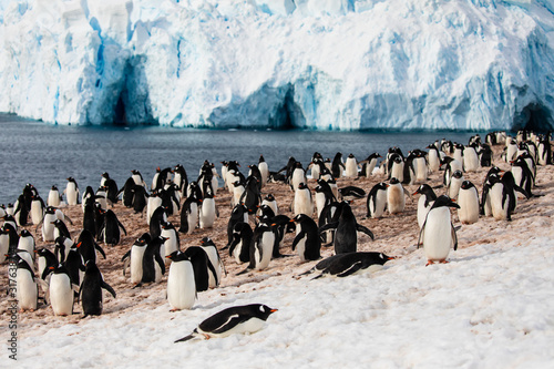 Group of gentoo penguins on the snow at a rookery on the shore of Antarctica
