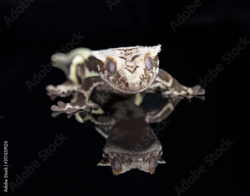 Fototapeta Naklejka Na Ścianę i Meble -  Lilly White Crested Gecko with reflection
