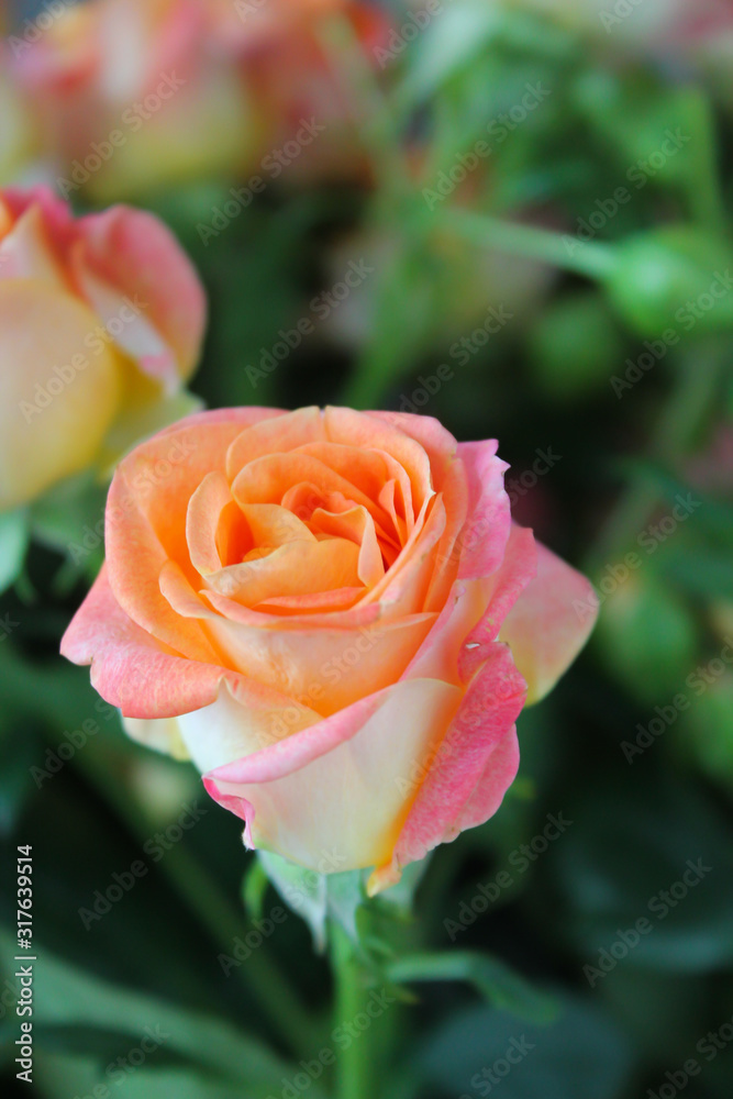 Spring background with blossoming rose buds. Blooming orange, pink and yellow colored flowers. Gift and present for Saint Valentine's Day, International Women's Day, Mother's Day, wedding or date Spring background with blossoming rose buds. Blooming orange, pink and yellow colored flowers. Gift and present for Saint Valentine's Day, International Women's Day, Mother's Day, wedding or date