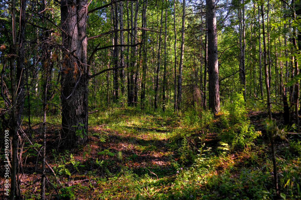 Obraz premium Sunny day in the summer forest. The warm summer sun illuminates the trunks of trees in a colorful summer forest.