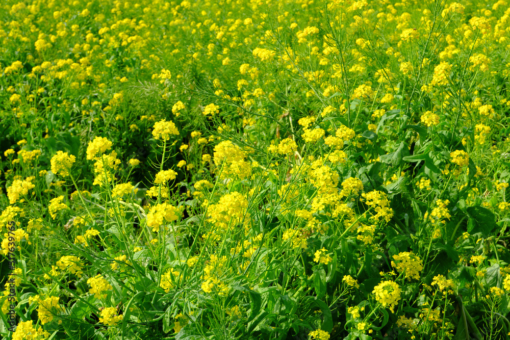 Fototapeta premium 菜の花の絨毯