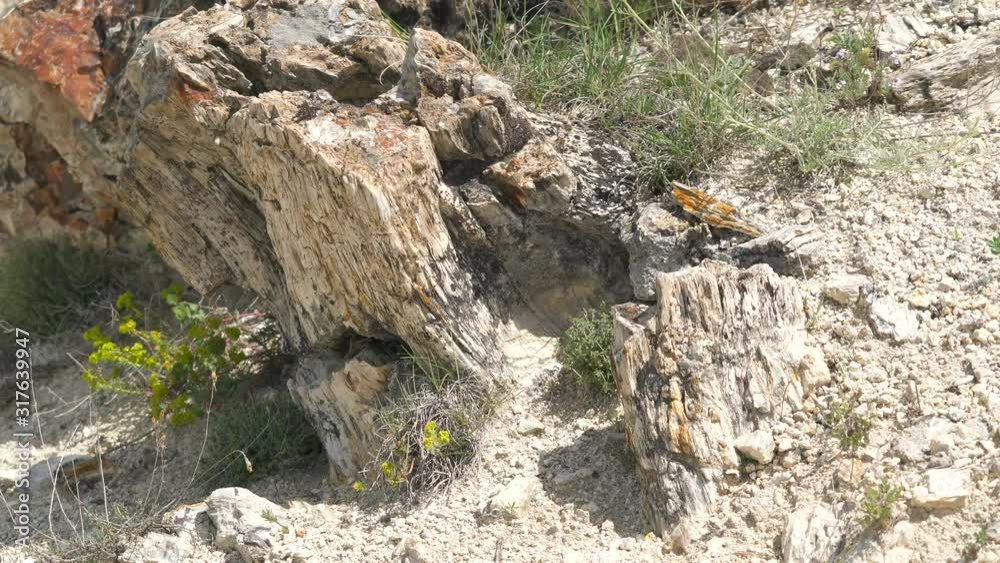 Petrified forest in which tree trunks have fossilized. Silicified trunk have been preserve in life position. Algal stromatolite observed upon stumps branch fossil geological heritage prehistoric bole Petrified forest in which tree trunks have fossilized. Silicified trunk have been preserve in life position. Algal stromatolite observed upon stumps branch fossil geological heritage prehistoric bole