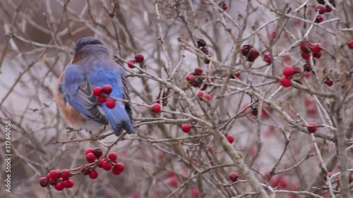 Eastern bluebird eating red berries