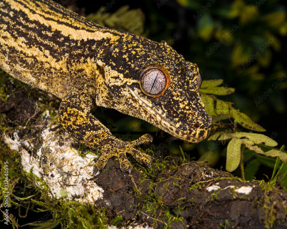 Obraz premium Gargoyle Gecko closeup