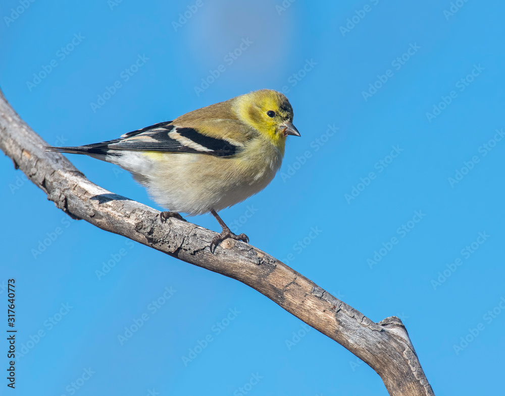 Goldfinch on a perch Goldfinch on a perch