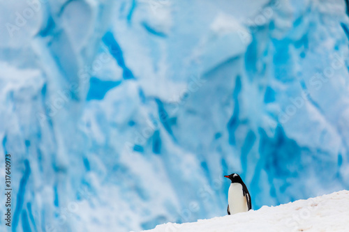 Gentoo penguin on the snow and ice of Antarctica with blue mountains and ice caves in the background